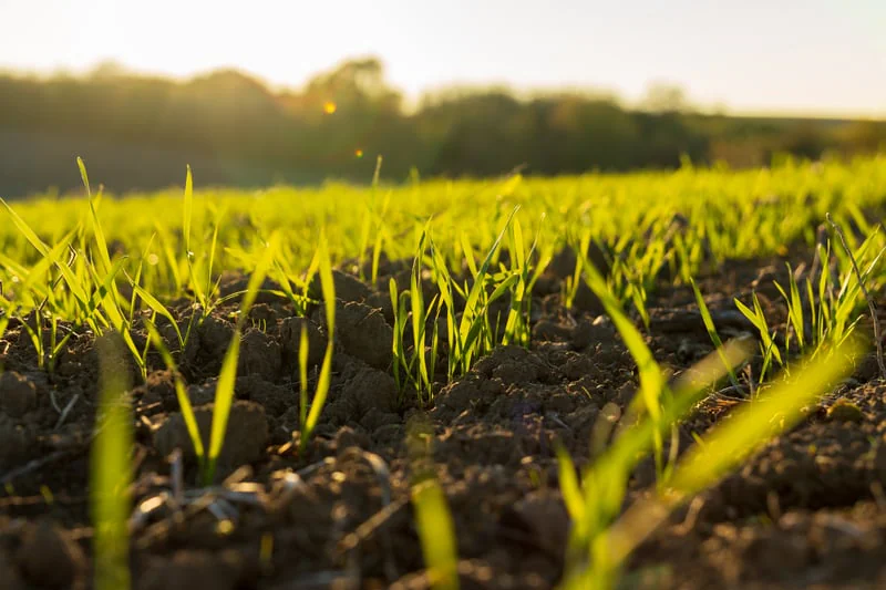 Regional Crops and Growth Scale Catalogs