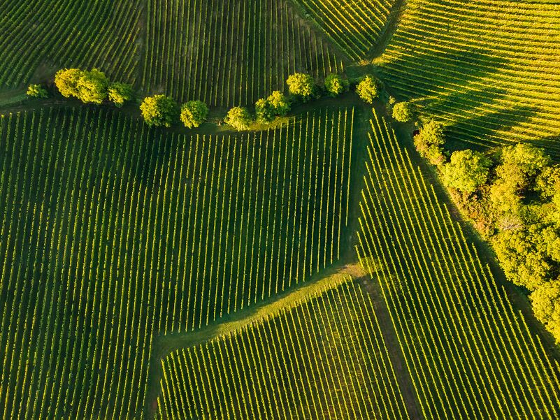 NDVI Time Series